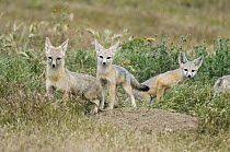 San Joaquin Kit Fox (Vulpes macrotis mutica) kits near burrow entrance, Carrizo Plain National Monument, California