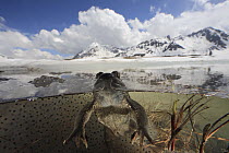 Common Frog (Rana temporaria) floating in partially ice-covered breeding pond at around 2000 meters, Alps, France