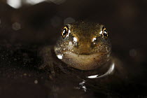 Common Frog (Rana temporaria) froglet, Burgundy, France
