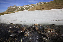 Common Frog (Rana temporaria) group in partially frozen pond at around 2000 meters, Alps, France