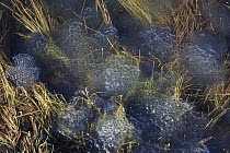 Common Frog (Rana temporaria) egg spawns at around 2000 meters, Alps, France