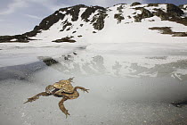 European Toad (Bufo bufo) pair in amplexus in icy water at around 2000 meters, Alps, France