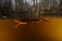 Common Frog (Rana temporaria) in forest pond, France