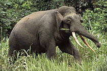 Borneo Pygmy Elephant (Elephas maximus borneensis) male, Borneo, Malaysia