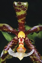 Orchid (Phalaenopsis mannii) flower, Borneo, Malaysia