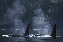 Orca (Orcinus orca) males surfacing, Johnstone Strait, British Columbia, Canada