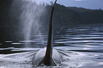 Orca (Orcinus orca) male surfacing, Johnstone Strait, British Columbia, Canada
