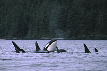 Orca (Orcinus orca) spy hopping in pod, Johnstone Strait, British Columbia, Canada