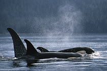 Orca (Orcinus orca) pod surfacing, Johnstone Strait, British Columbia, Canada