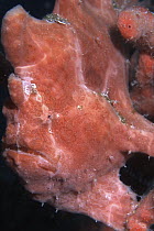 Frogfish (Antennariidae) camouflaged on reef, Borneo, Malaysia