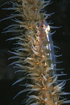 Whip Coral Goby (Bryaninops youngei) on coral, Borneo, Malaysia