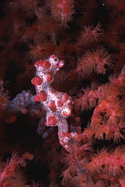 Pygmy Seahorse (Hippocampus bargibanti) camouflaged on coral, Borneo, Malaysia