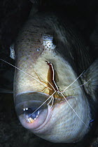 Scarlet Cleaner Shrimp (Lysmata amboinensis) cleaning Titan Triggerfish (Balistoides viridescens)
