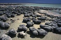 Stromatolites exposed at low tide, colonies of blue-green algae, the oldest life form that still exists today fossils dated to over three billion years ago, Hamelin Pool, Shark Bay, Western Australia
