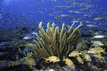 French Grunt (Haemulon flavolineatum) schooling in coral reed, Bahamas, Caribbean
