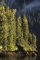 Western Hemlock (Tsuga heterophylla) and Sitka Spruce (Picea sitchensis) forest along coast, Inside Passage, southeast Alaska