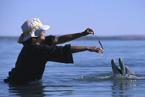 Bottlenose Dolphin (Tursiops truncatus) playing with tourist, Monkey Mia, Western Australia