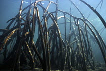 Mangrove (Avicennia sp) aerial roots underwater, Borneo, Malaysia