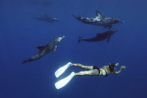 Indo-pacific Bottlenose Dolphin (Tursiops aduncus) pod and diver, Ogasawara Islands, Japan