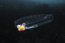 Salp (Salpa thompsoni), planktonic tunicate, Antarctica