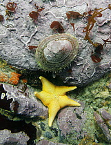 Sea Star (Odontaster sp) and limpet, Antarctica