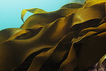 Ribbon Kelp (Durvillaea antarctica), Antarctica