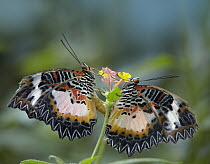 Nymphalid Butterfly (Cethosia luzonica) pair mating, native to Asia