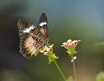 Nymphalid Butterfly (Cethosia luzonica) feeding on flower nectar, native to Asia