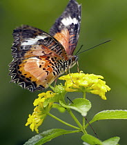 Nymphalid Butterfly (Cethosia luzonica) feeding on flower nectar, native to Asia
