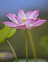 Sacred Lotus (Nelumbo nucifera) flower, native to Asia