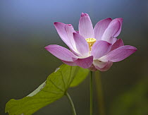 Sacred Lotus (Nelumbo nucifera) flower, native to Asia