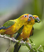 Sun Parakeet (Aratinga solstitialis) pair feeding on leaves, native to South America
