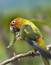 Sun Parakeet (Aratinga solstitialis) feeding on Pea (Pisum sp) pod, native to South America