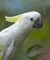 Sulphur-crested Cockatoo (Cacatua galerita), native to Australia