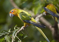 Sun Parakeet (Aratinga solstitialis), native to South America