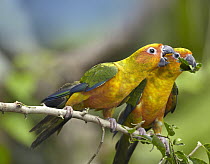 Sun Parakeet (Aratinga solstitialis) pair feeding on leaves, native to South America
