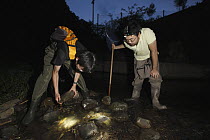 Japanese Giant Salamander (Andrias japonicus) biologists looking for hybrids with Chinese Giant Salamander (Andrias davidianus), Honshu, Japan