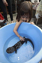 Japanese Giant Salamander (Andrias japonicus) being touched by child at the salamander festival in Yubara, Honshu, Japan