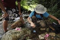 Japanese Giant Salamander (Andrias japonicus) biologists Sumio Okada and Bill Sutton searching for larvae in stream, Honshu, Japan