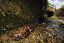 Japanese Giant Salamander (Andrias japonicus) next to artificial bank from rice paddy, Honshu, Japan