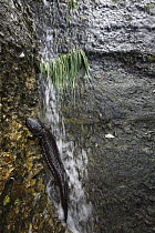 Japanese Giant Salamander (Andrias japonicus) on artificial bank from rice paddy, Honshu, Japan