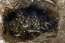 Japanese Giant Salamander (Andrias japonicus) nest with eggs and fish, Honshu, Japan