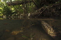 Japanese Giant Salamander (Andrias japonicus) going to the surface to breathe, Honshu, Japan