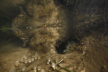 Japanese Giant Salamander (Andrias japonicus) nest with eggs, Honshu, Japan