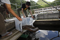 Japanese Giant Salamander (Andrias japonicus) and Chinese Giant Salamander (Andrias davidianus) hybrids placed into captivity to keep them from breeding in the wild, Honshu, Japan