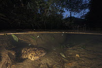 Japanese Giant Salamander (Andrias japonicus) male guarding nest with eggs, Honshu, Japan