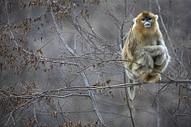 Golden Snub-nosed Monkey (Rhinopithecus roxellana) female in tree, Qinling Mountains, China