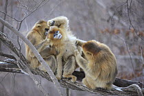 Golden Snub-nosed Monkey (Rhinopithecus roxellana) females grooming, Qinling Mountains, China