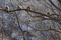 Golden Snub-nosed Monkey (Rhinopithecus roxellana) troop huddled up against each other to keep warm, Qinling Mountains, China