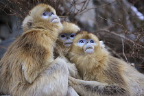 Golden Snub-nosed Monkey (Rhinopithecus roxellana) females looking up, Qinling Mountains, China